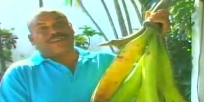 PLATANOS_GIGANTES2