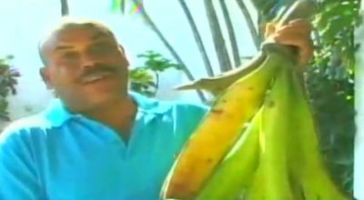 PLATANOS_GIGANTES2