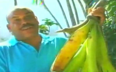 PLATANOS_GIGANTES2