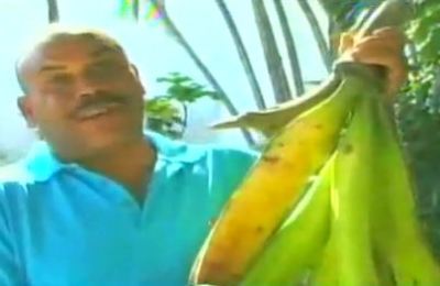 PLATANOS_GIGANTES2