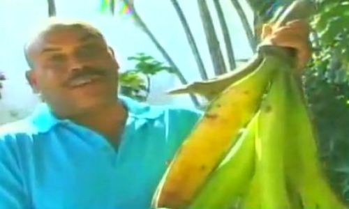 PLATANOS_GIGANTES2