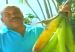 PLATANOS_GIGANTES2
