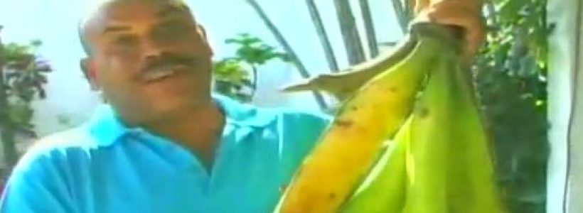 PLATANOS_GIGANTES2