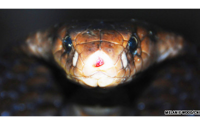 120521011504-cobra-story-top