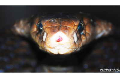 120521011504-cobra-story-top