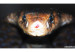 120521011504-cobra-story-top