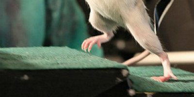 120601030524_rat_walks_304x171_epfl_nocredit
