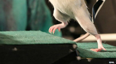 120601030524_rat_walks_304x171_epfl_nocredit