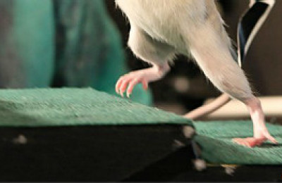 120601030524_rat_walks_304x171_epfl_nocredit