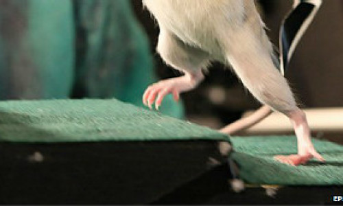 120601030524_rat_walks_304x171_epfl_nocredit