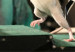 120601030524_rat_walks_304x171_epfl_nocredit