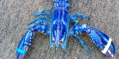 120612011118-blue-lobster-story-top