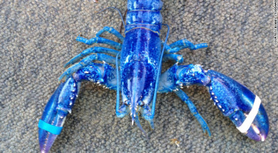 120612011118-blue-lobster-story-top