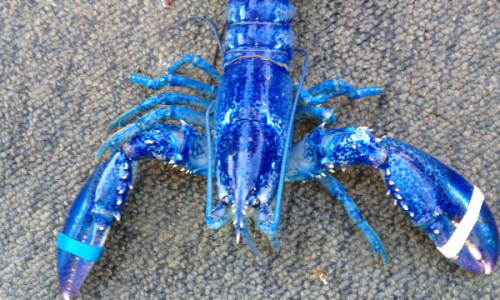 120612011118-blue-lobster-story-top