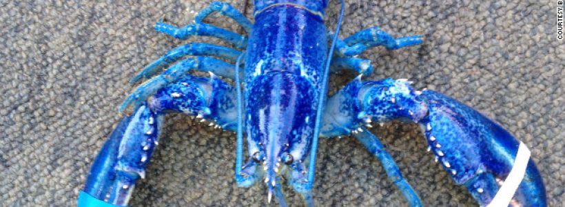120612011118-blue-lobster-story-top