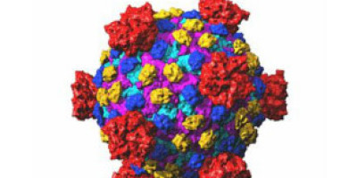 120614144722_reovirus_304x171_spl_nocredit