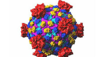 120614144722_reovirus_304x171_spl_nocredit