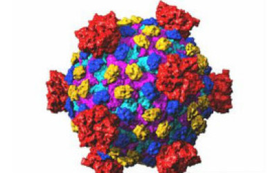 120614144722_reovirus_304x171_spl_nocredit