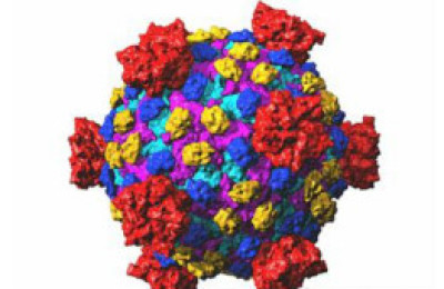 120614144722_reovirus_304x171_spl_nocredit