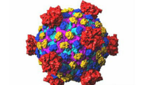 120614144722_reovirus_304x171_spl_nocredit