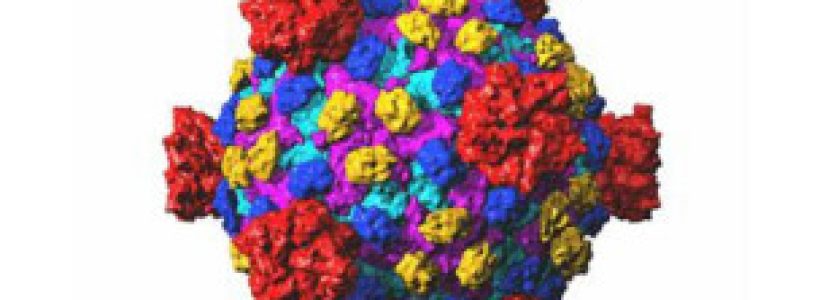 120614144722_reovirus_304x171_spl_nocredit