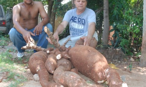 La-mam-de-las-yucas-