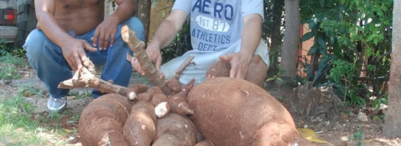 La-mam-de-las-yucas-