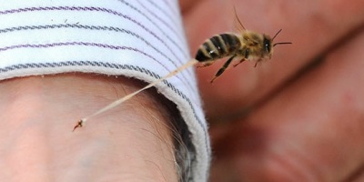 abeja_pica_y_muere_al_instante_-4356347