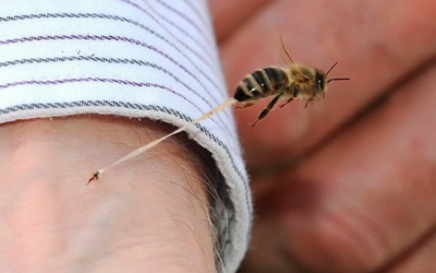abeja_pica_y_muere_al_instante_-4356347