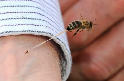 abeja_pica_y_muere_al_instante_-4356347