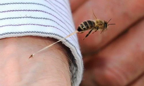 abeja_pica_y_muere_al_instante_-4356347