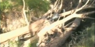 arboles_obstruyen_rio_loma_bajita2345678