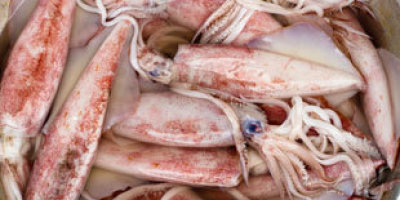 calamares2767887