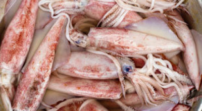 calamares2767887
