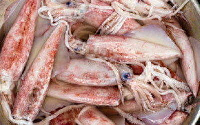 calamares2767887