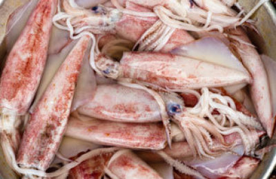 calamares2767887