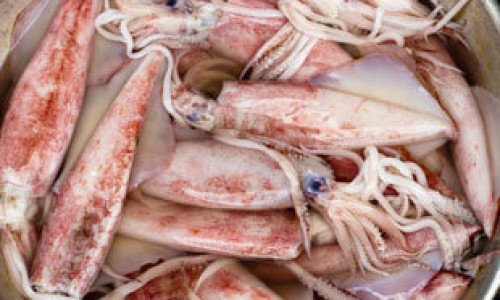 calamares2767887