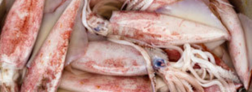 calamares2767887