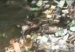 contaminacion_en_loma_bajita