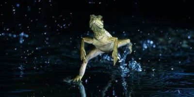 lagarto-3453