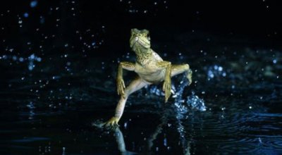 lagarto-3453