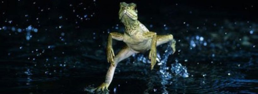 lagarto-3453