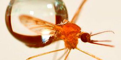 mosquito_304x171