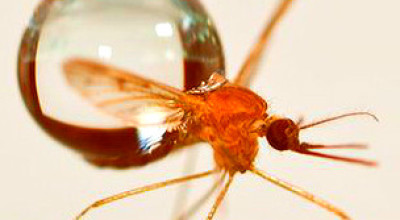 mosquito_304x171