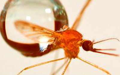 mosquito_304x171