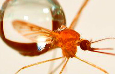 mosquito_304x171