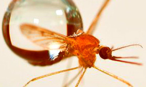mosquito_304x171
