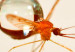 mosquito_304x171