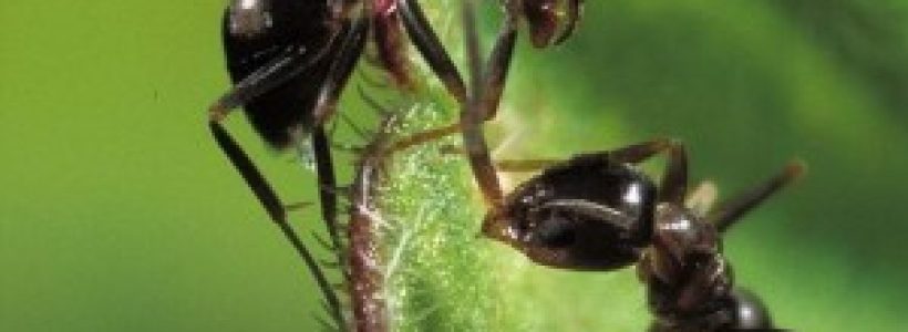 Dos-hormigas-en-una-hoja-300x251
