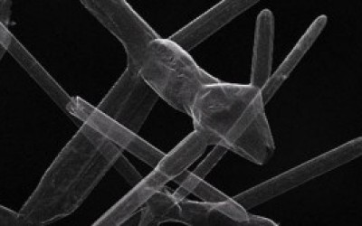 Imagen-del-nuevo-material-el-aerografito-300x168
